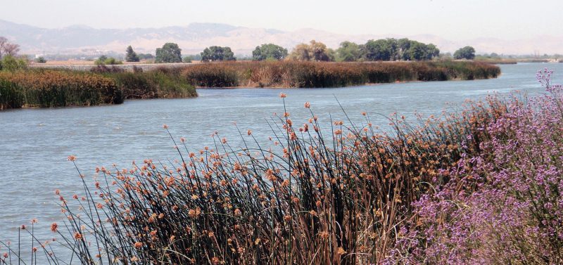 Photo for Dutch Slough: Charting a Path for the Future of Delta Restoration