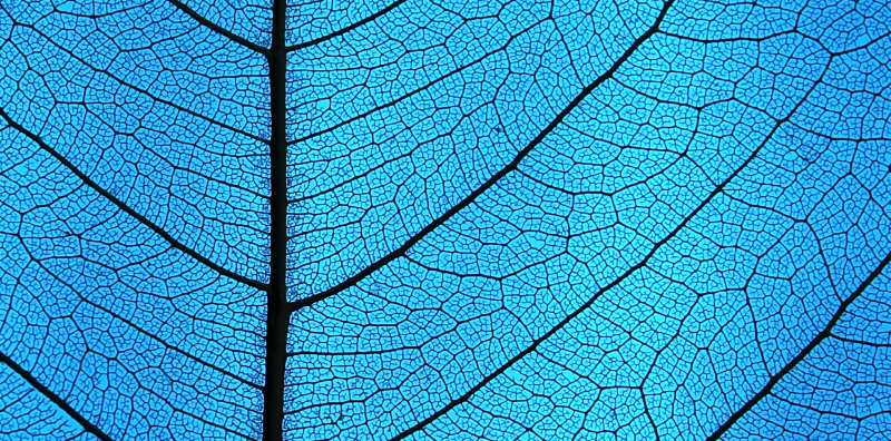 Photo for What Is Blue Carbon, Anyway?