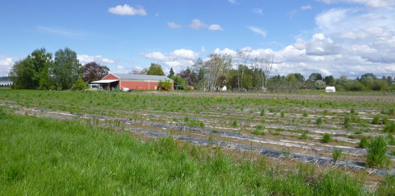 Photo for Floodplains, Farming, and Multi-Benefit Projects in Puget Sound