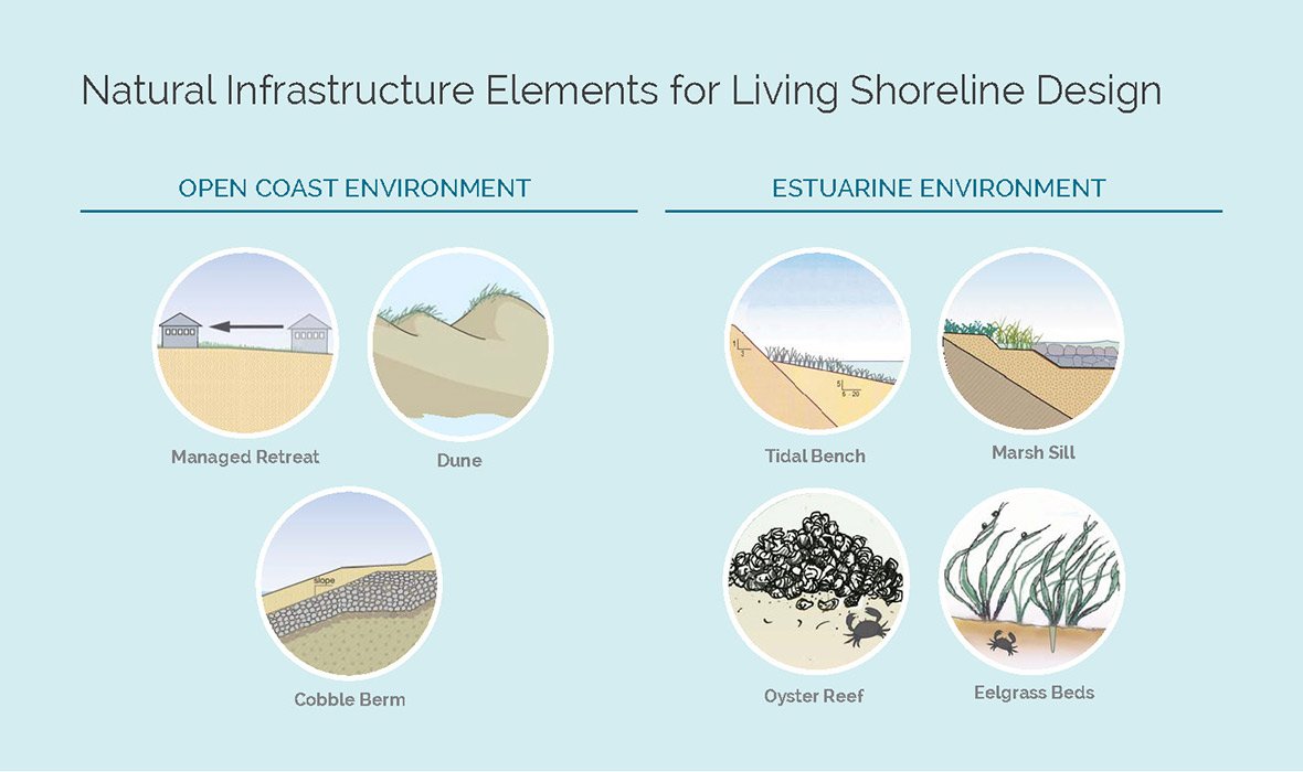 Elements of Living Shorelines
