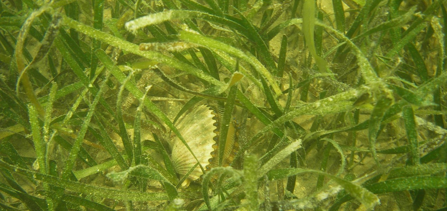 Research Shows Nutrient Diet Improves Water Quality, Fishery Habitat