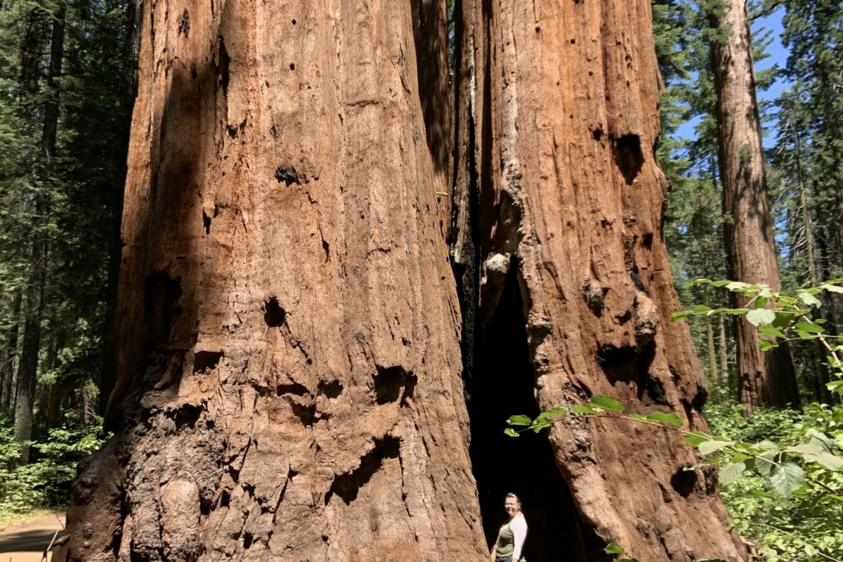Kristine-Olsen_Calaveras-Big-Trees-State-Park-1-scaled