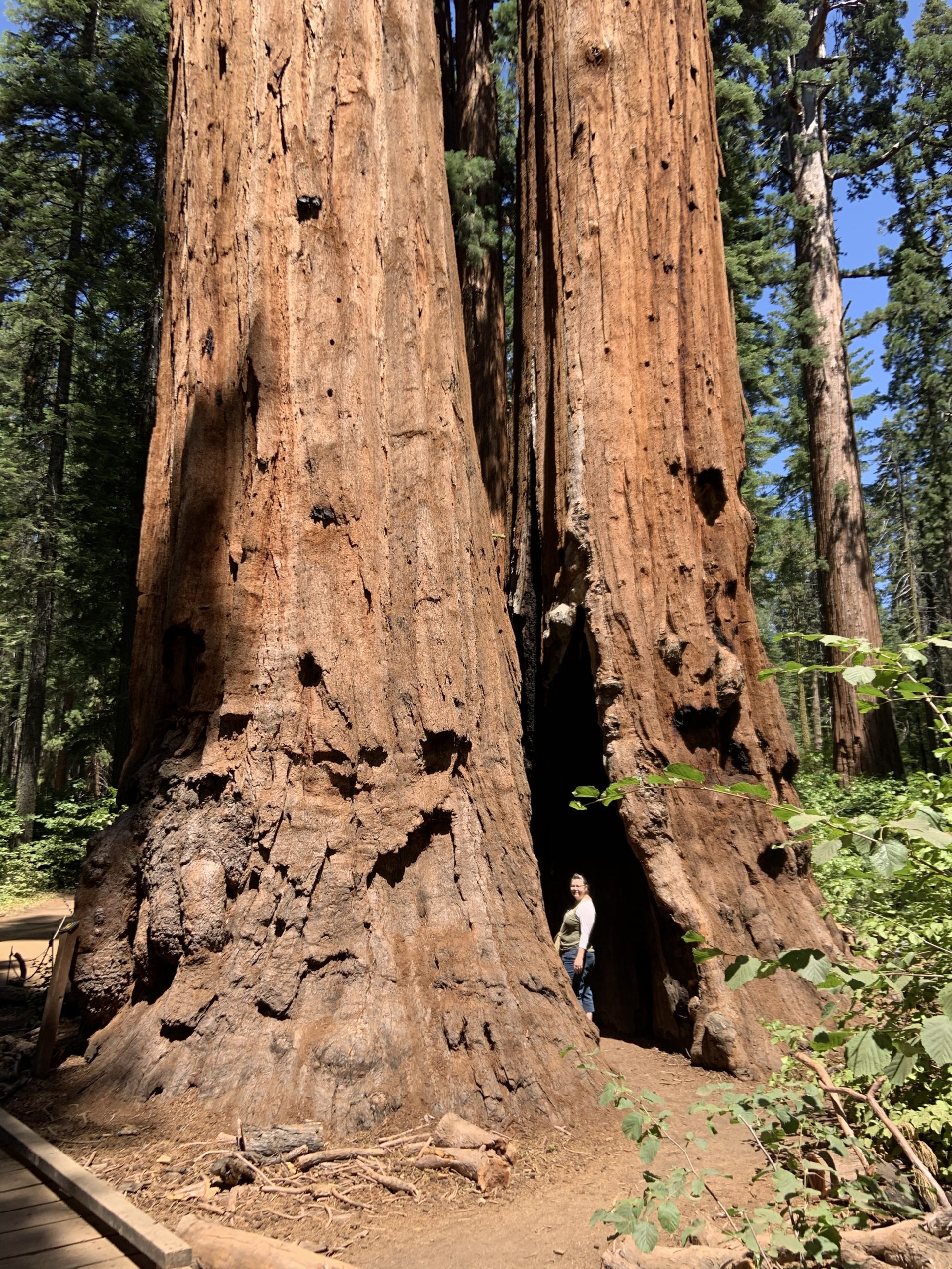 Kristine-Olsen_Calaveras-Big-Trees-State-Park-1-scaled