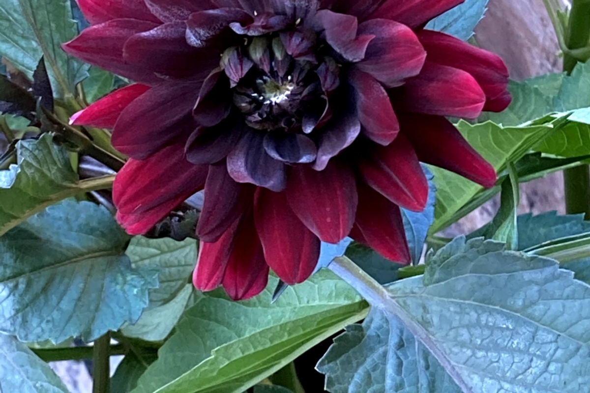 Lindsey-Sheehan_Growing-Dahlias-in-the-Yard-1-scaled