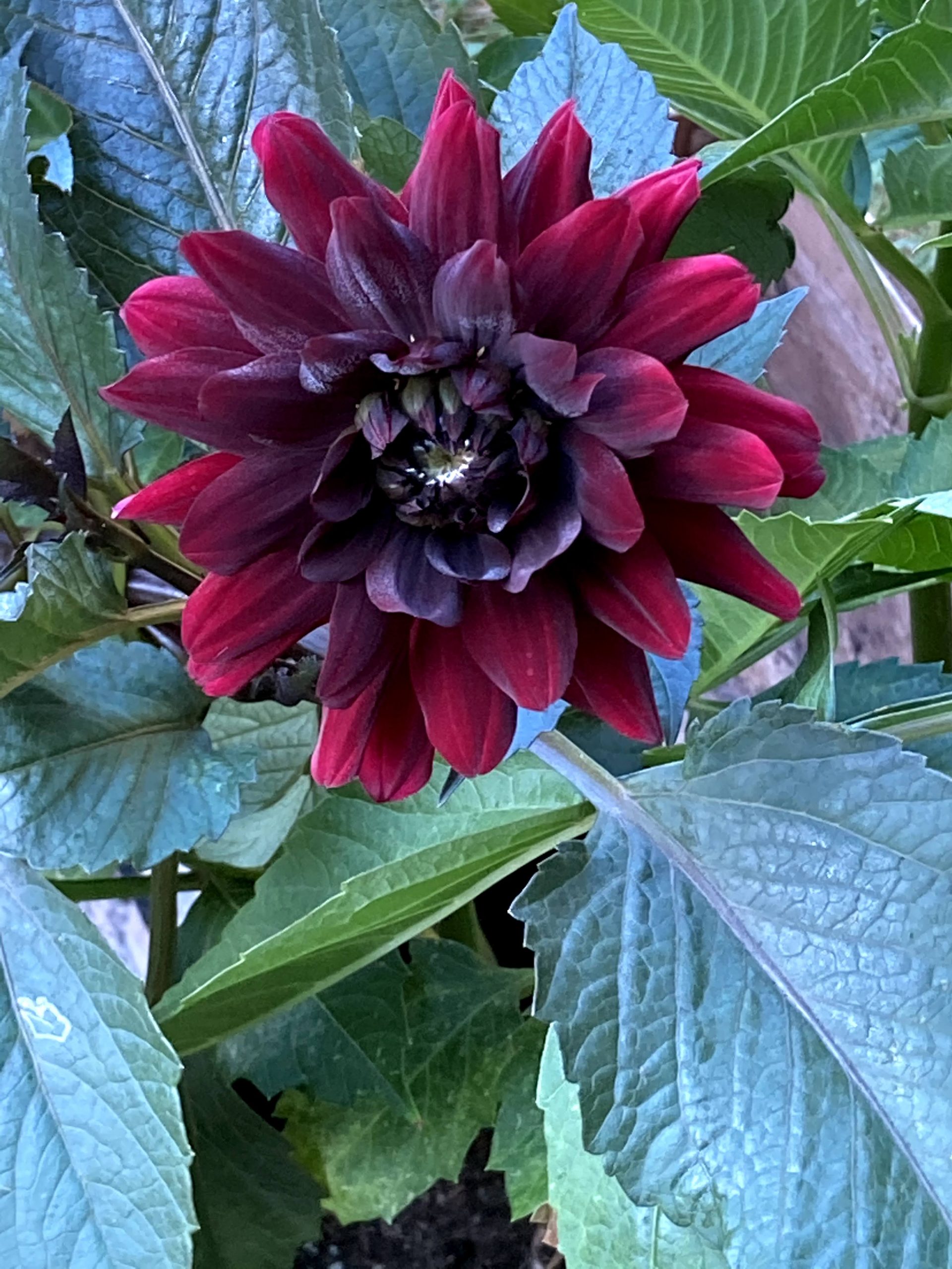 Lindsey-Sheehan_Growing-Dahlias-in-the-Yard-1-scaled