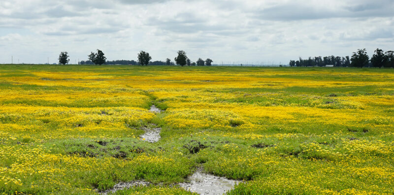 Photo for ESA’s Restoration and Mitigation Experts Head to 2025 Environmental Markets Conference