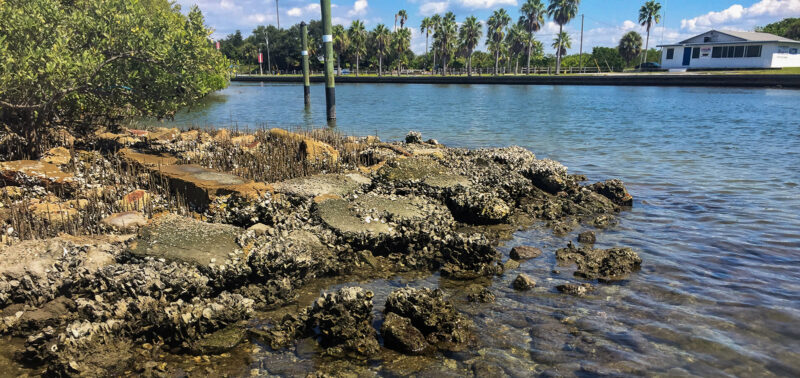 Photo for Florida’s Historic Climate Resiliency Fund Paves the Way for Living Shorelines