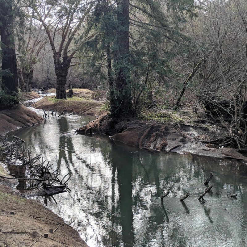 Lagunitas Creek Floodplain and Riparian Enhancement — Environmental ...