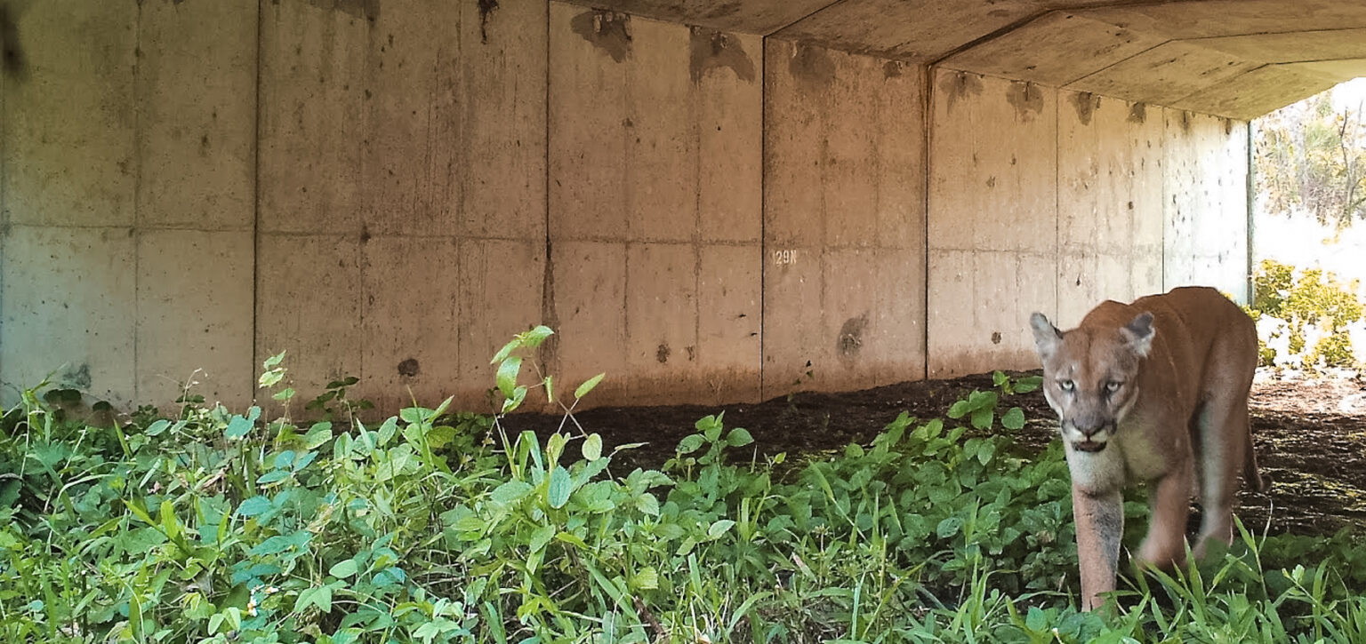 Where the Wild Things Roam Creating Safer Crossings for Animals and Motorists — Environmental