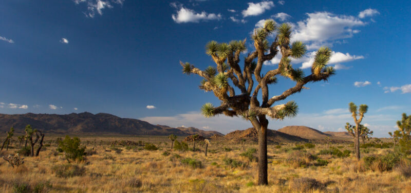 Photo for An Update on the State Status of the Western Joshua Tree