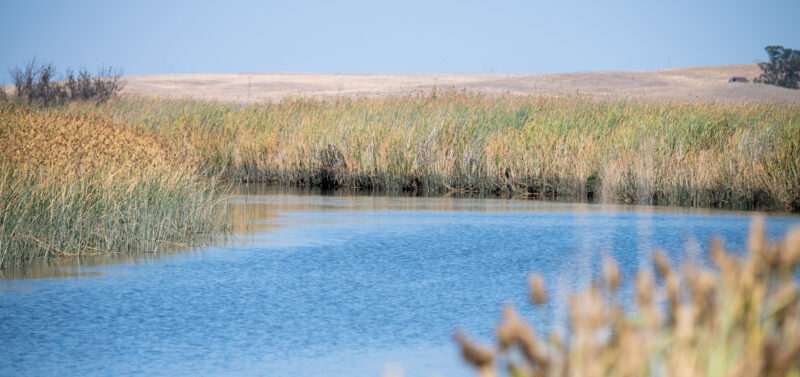 Photo for ESA Presents at the 2024 Bay-Delta Science Conference