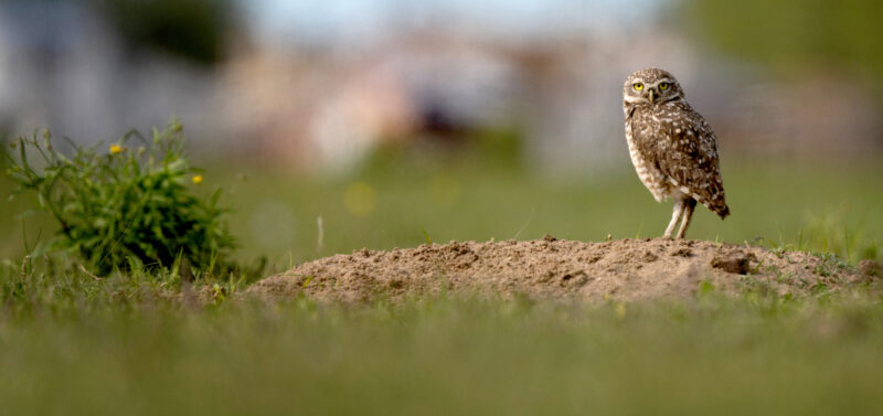 Photo for Western Burrowing Owl Listed as a Candidate for California Endangered Species Act