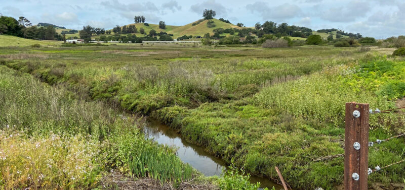 Photo for A New Beginning: Petaluma River Mitigation Bank Would be a First for California’s Tribes