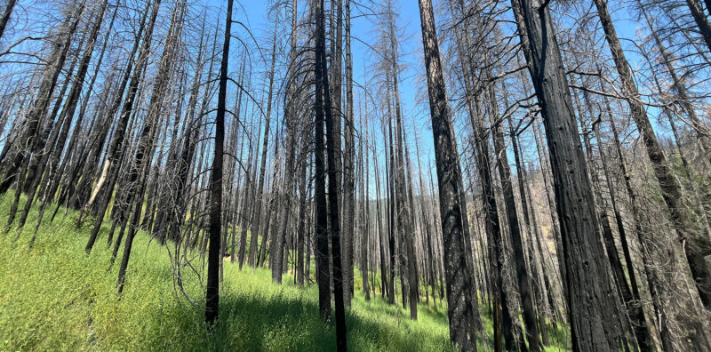 Photo for Reducing Risks Posed by Hazardous Trees