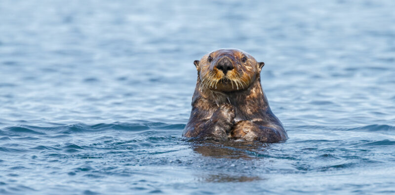Photo for Taking “Take” into Account: Proposed Rule to the Endangered Species Act