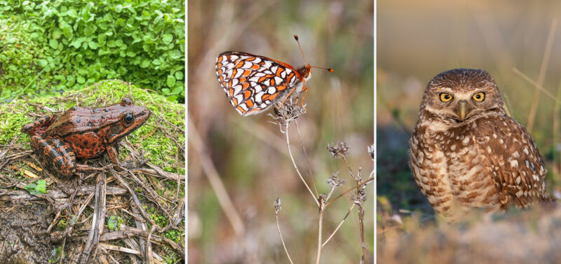 Photo for California Advances Species Protections to Counter Potential Federal Withdrawal