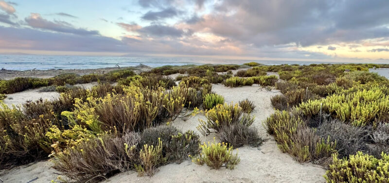Photo for Shaping the Future of Surfers Point, Naturally
