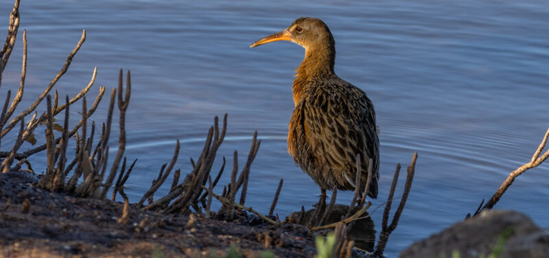 Photo for Recent Developments Under FESA Section 7 and What They Mean for Project Permitting