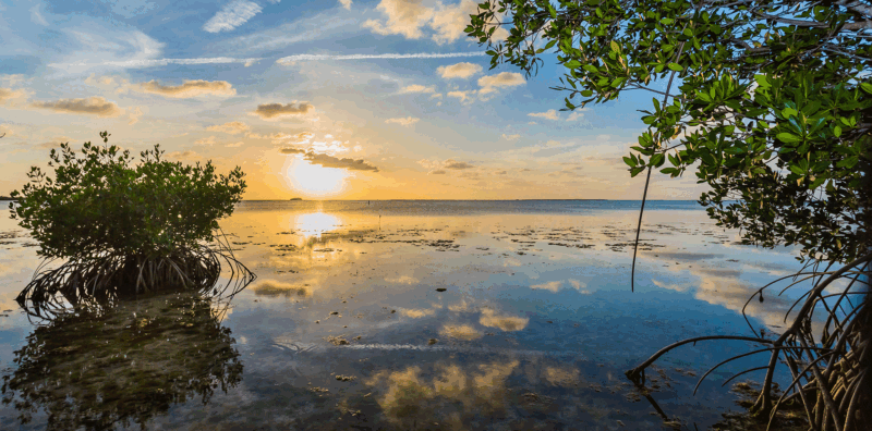 Photo for New Law Sets the Stage for Nature-Based Coastal Resiliency in Florida