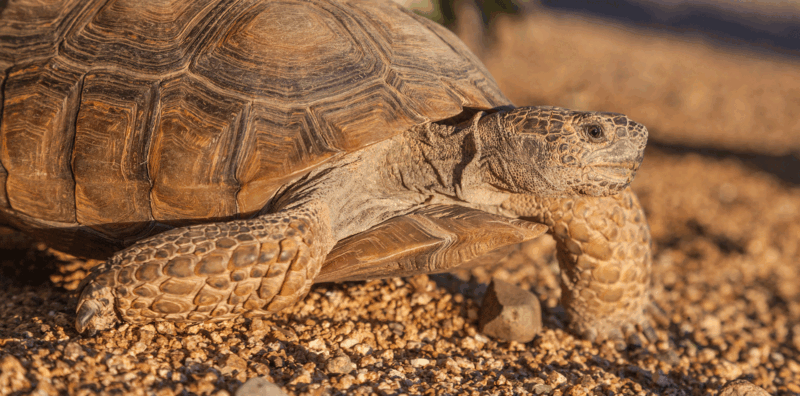 Photo for The Final Rule Governing Critical Habitat Exclusions and What It Means for Project Planning and Permitting