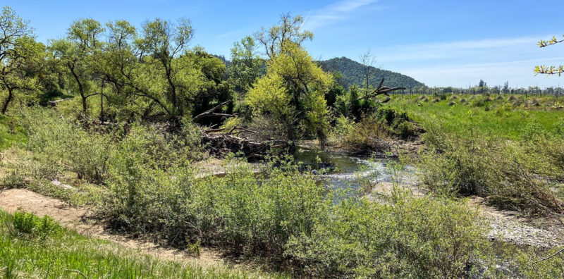 Photo for Designed and Delivered: Napa River Restoration