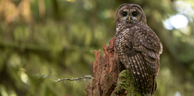 Photo for USFWS Ends Endangered Species Act Blanket Protections for Newly Listed Threatened Species