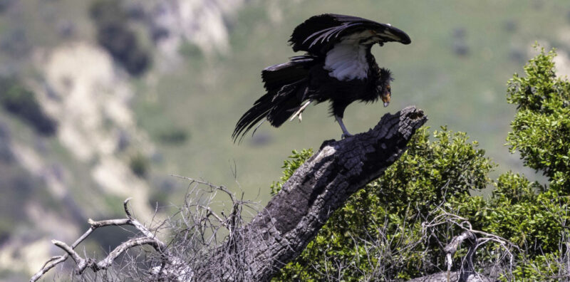 Photo for Beyond “Harm”: New USFWS Guidance Signals a Broader Shift in How “Take” Will Be Interpreted