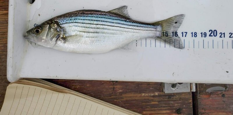 Photo for New Research Tracks Predatory Fish in the California Delta to Benefit Threatened Salmonids